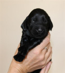 11 dagen oud